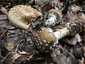 Párducgalóca (Amanita pantherina), Őrség